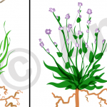 Part of a scientific diagram created in inkscape showing plants