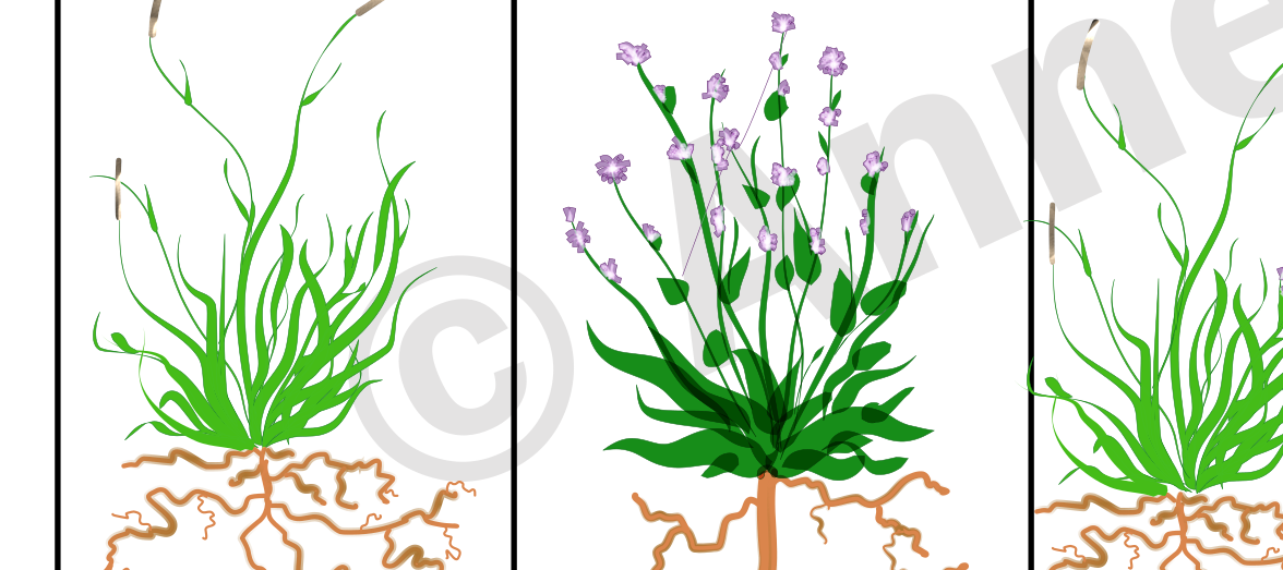 Part of a scientific diagram created in inkscape showing plants