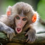 Shocked baby monkey