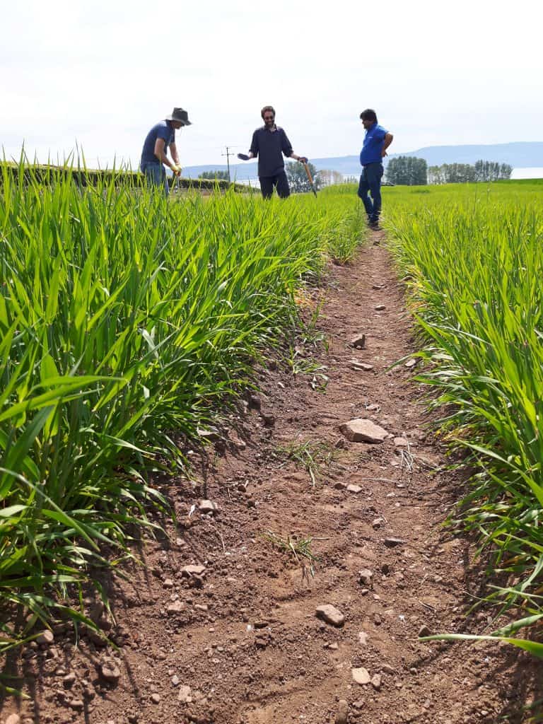 Three people amongst a field of barley